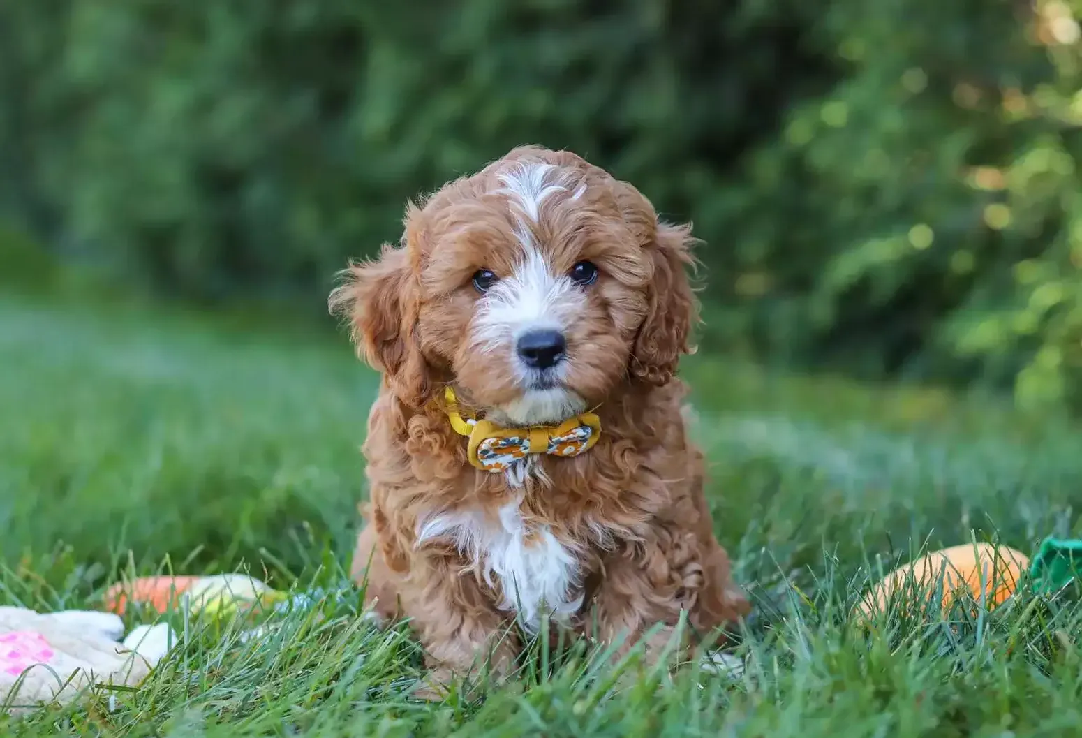Puppy Image