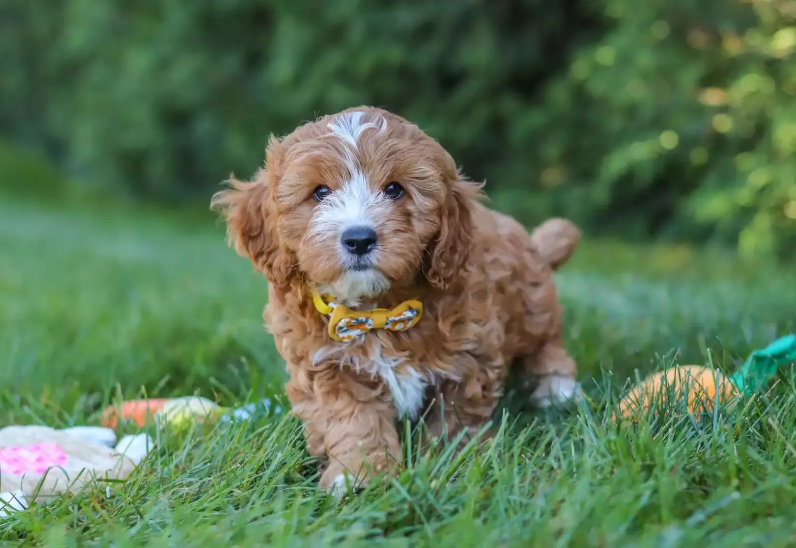 Puppy for Sale