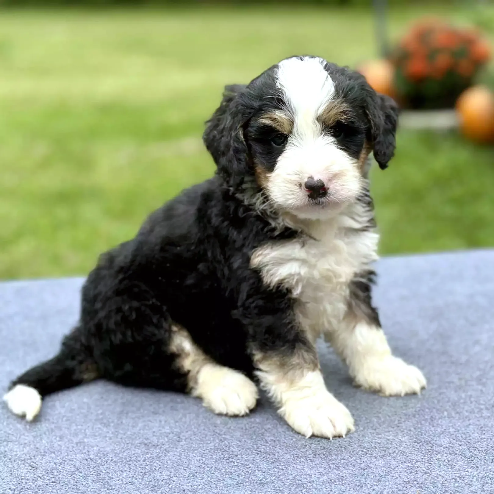 Puppy Image