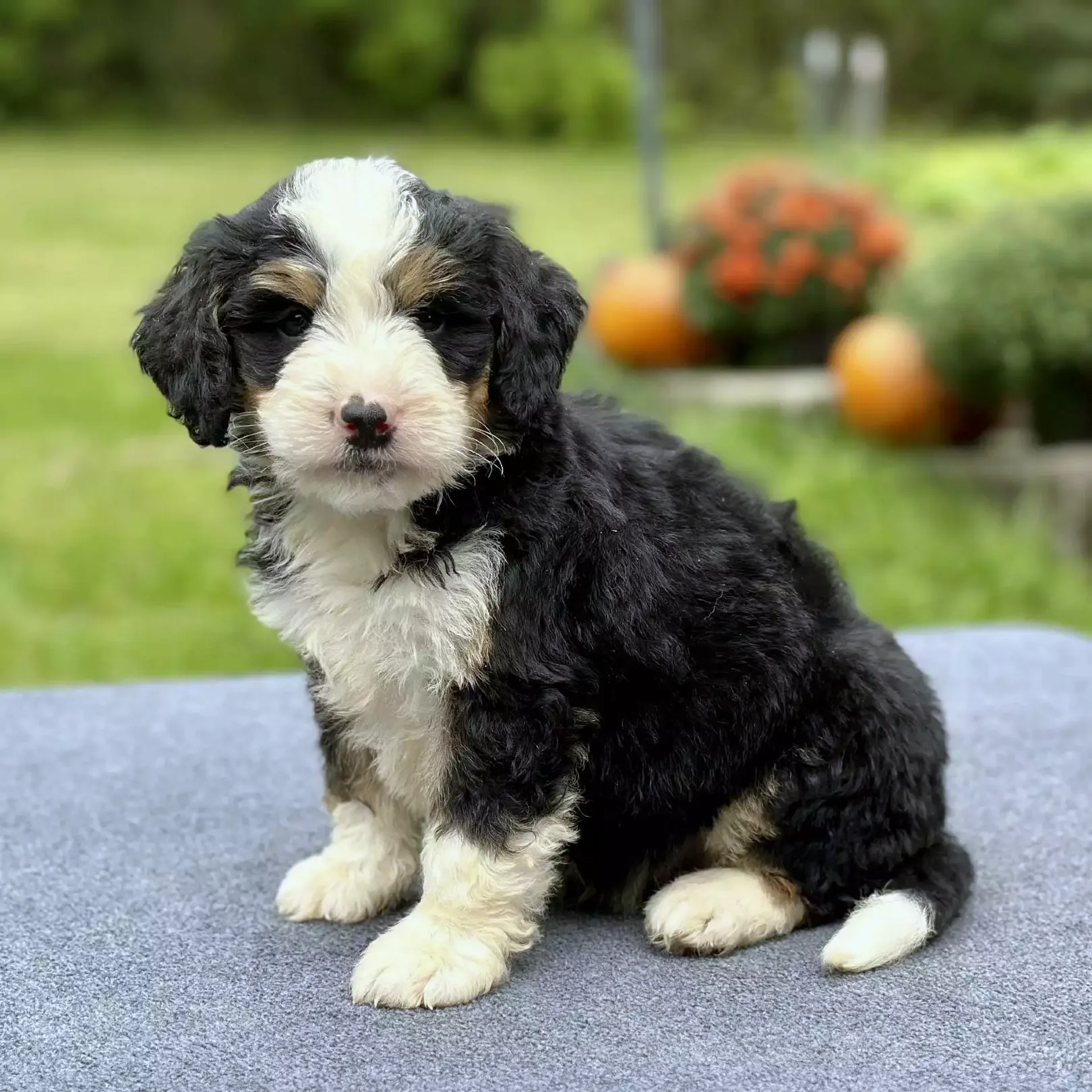 Puppy Image