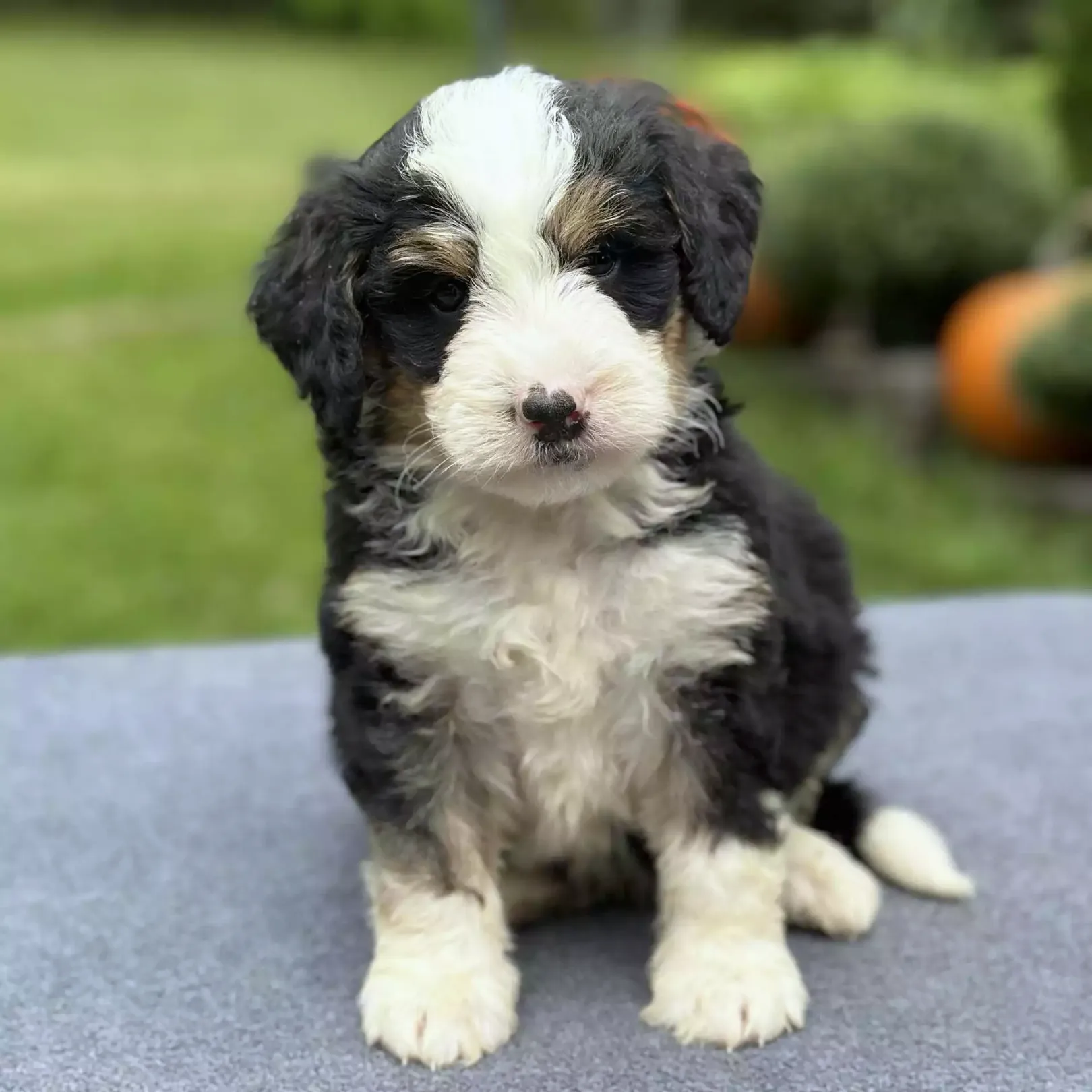 Puppy Image