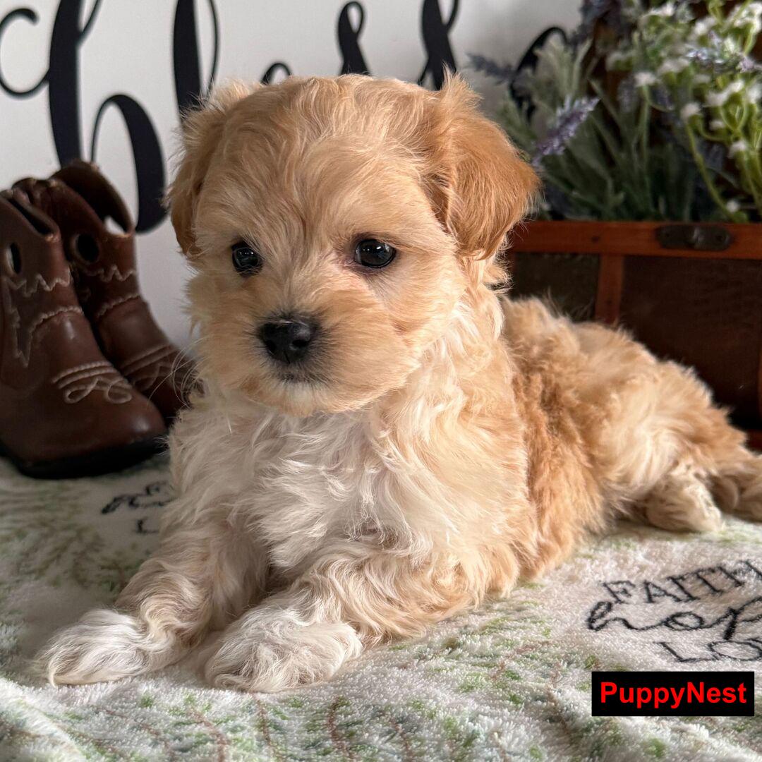 Puppy Image