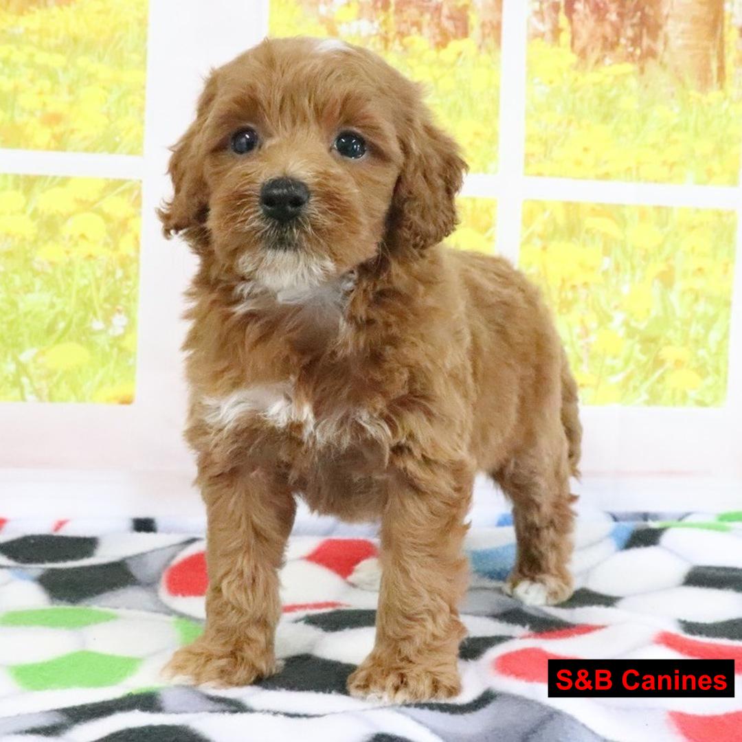 Puppy for Sale