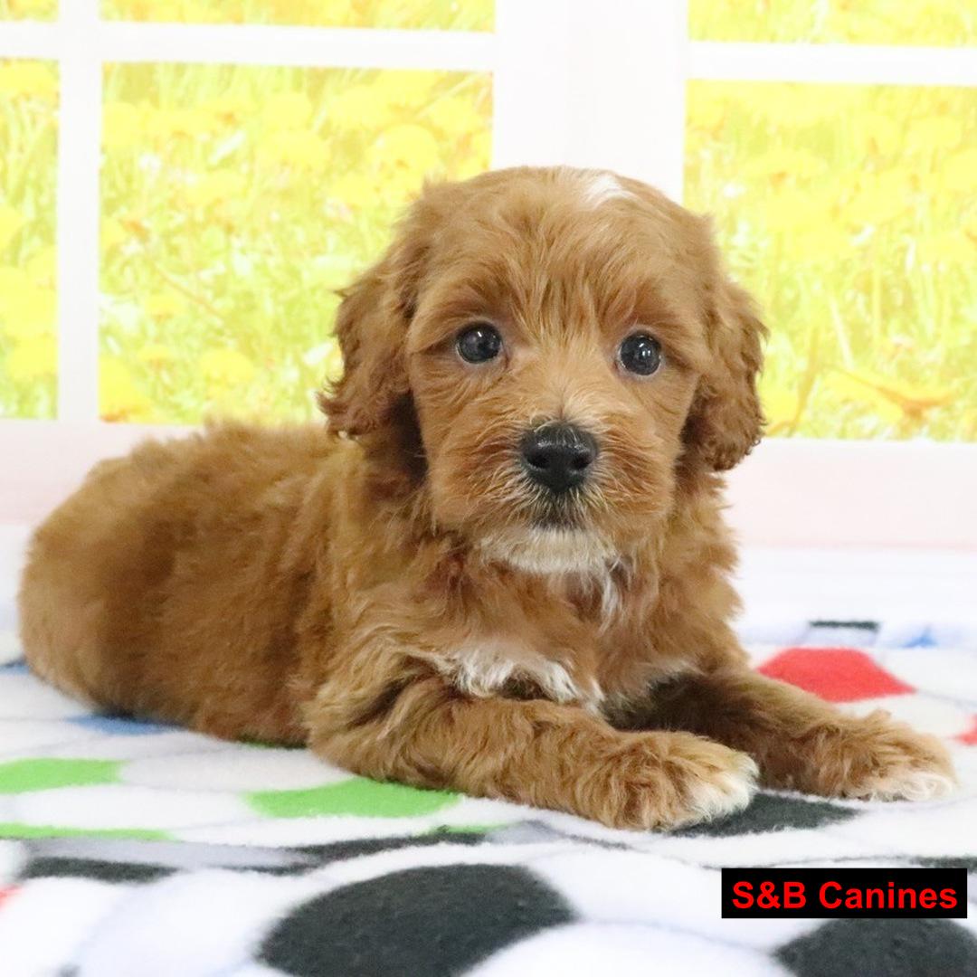 Puppy Image