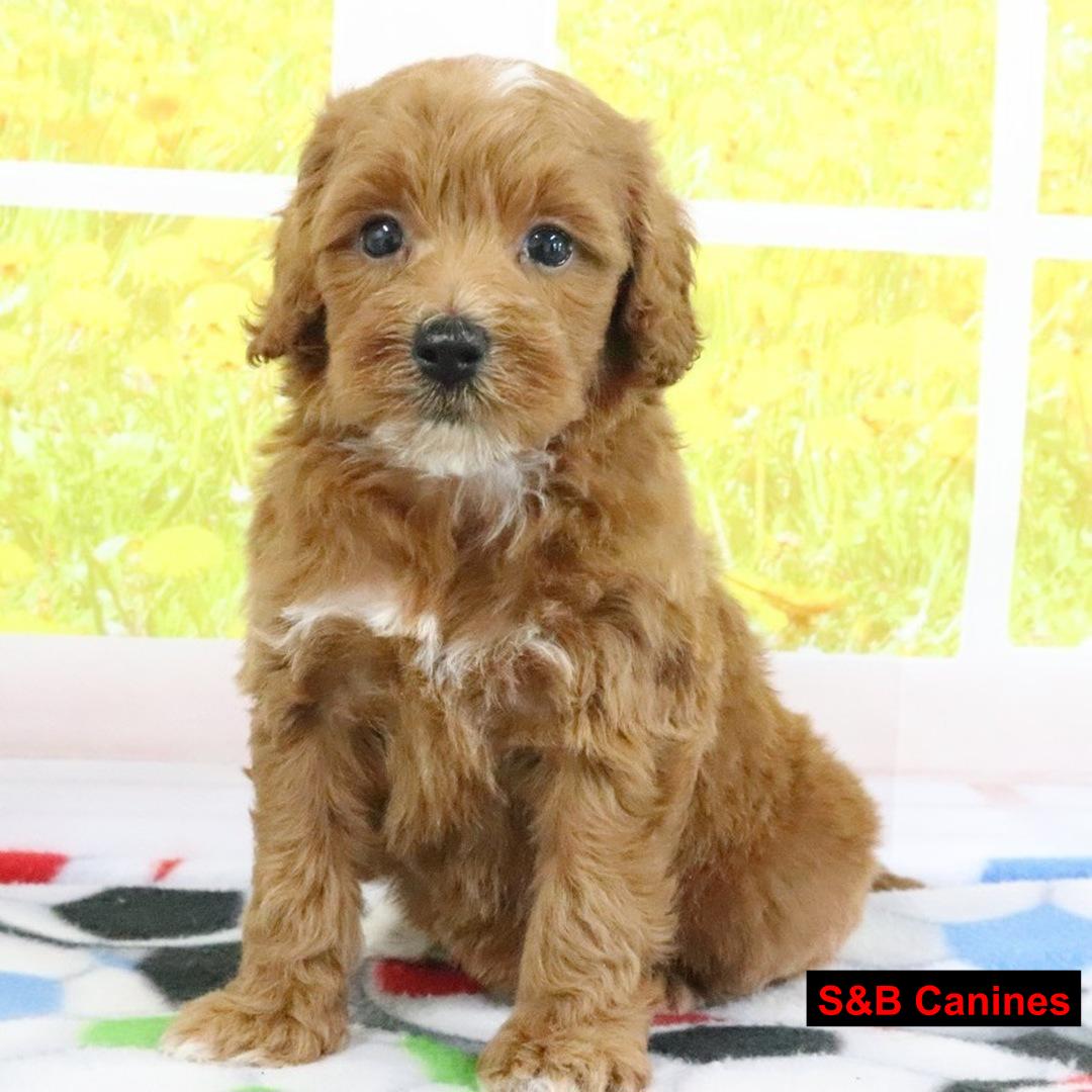 Puppy Image