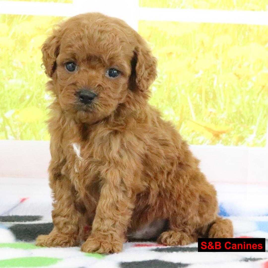 Puppy for Sale