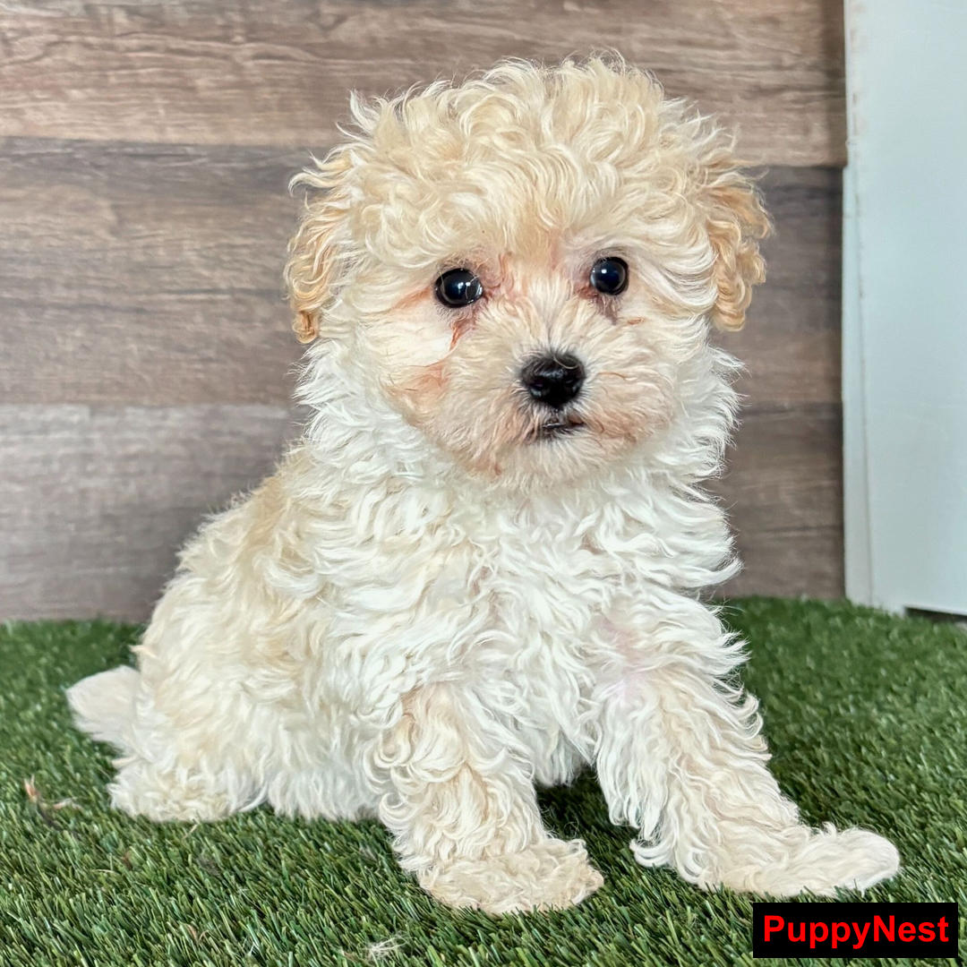 Puppy Image