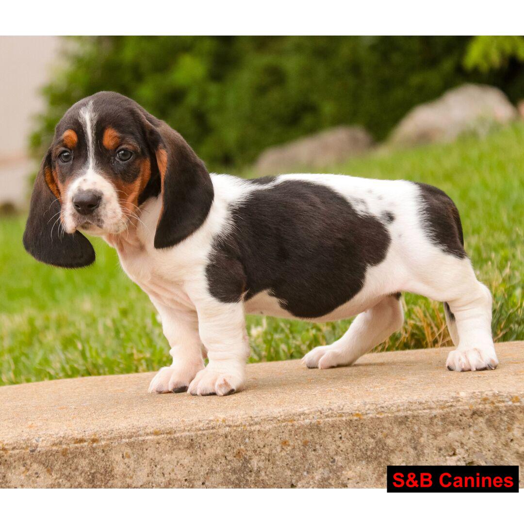 Puppy for Sale
