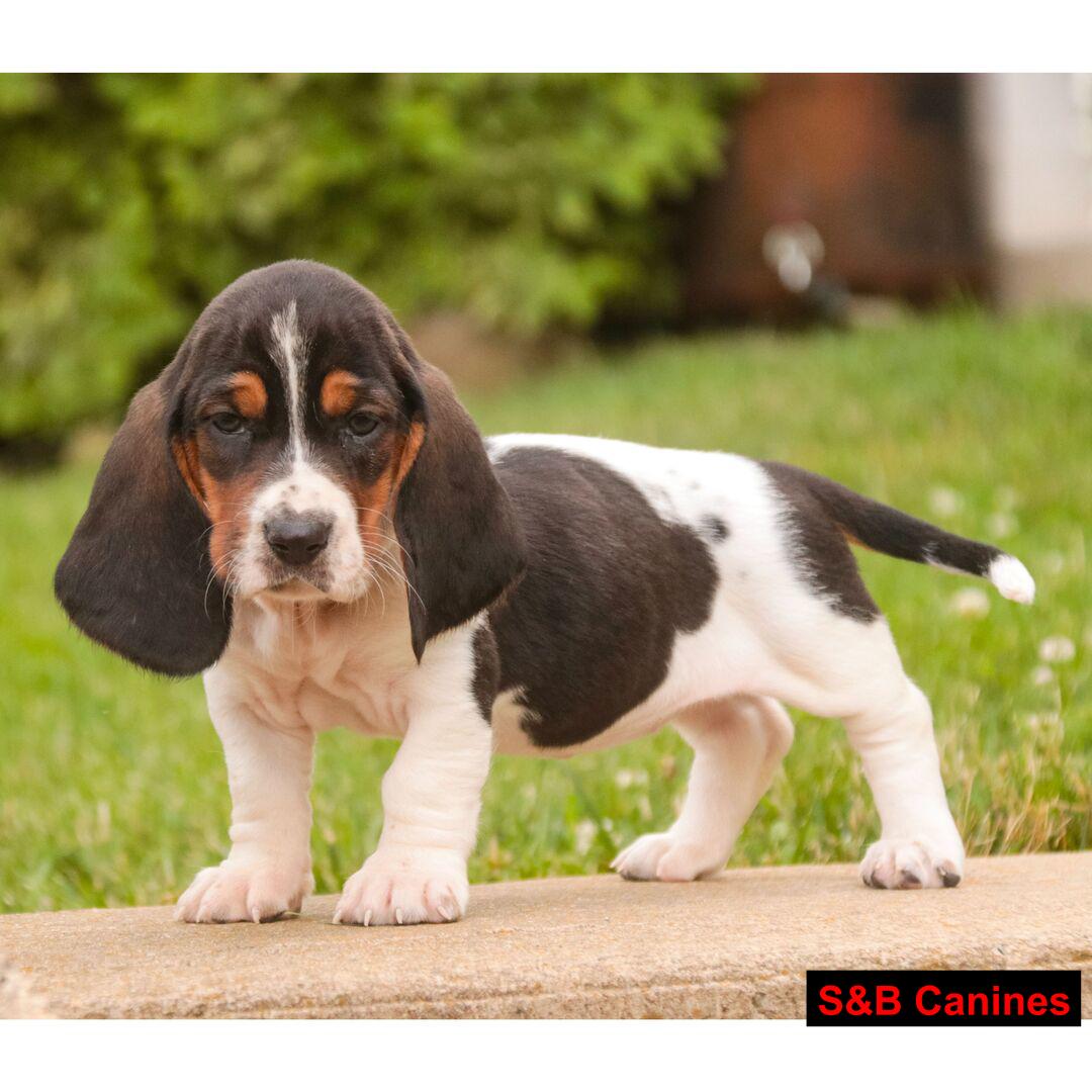 Puppy Image