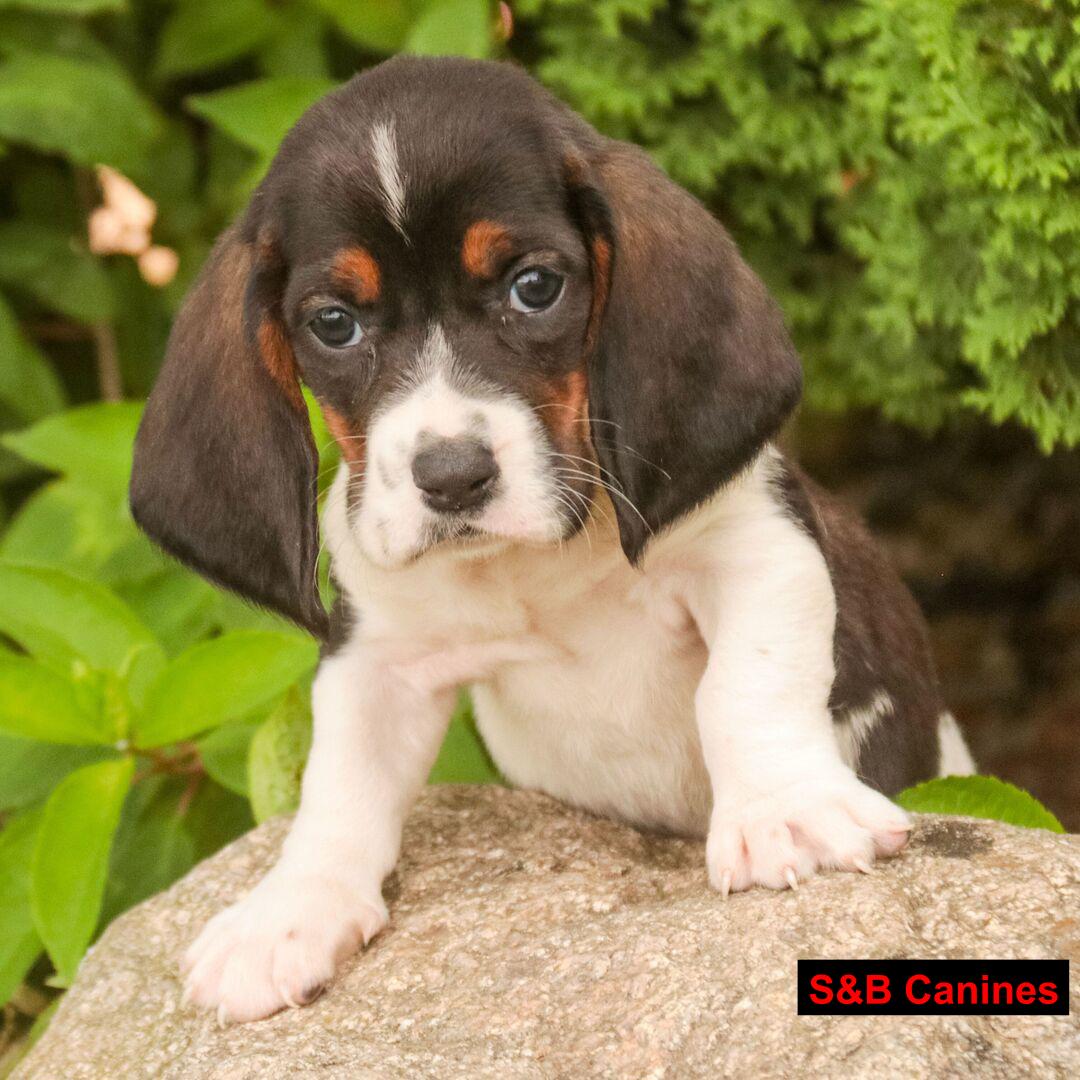 Puppy for Sale