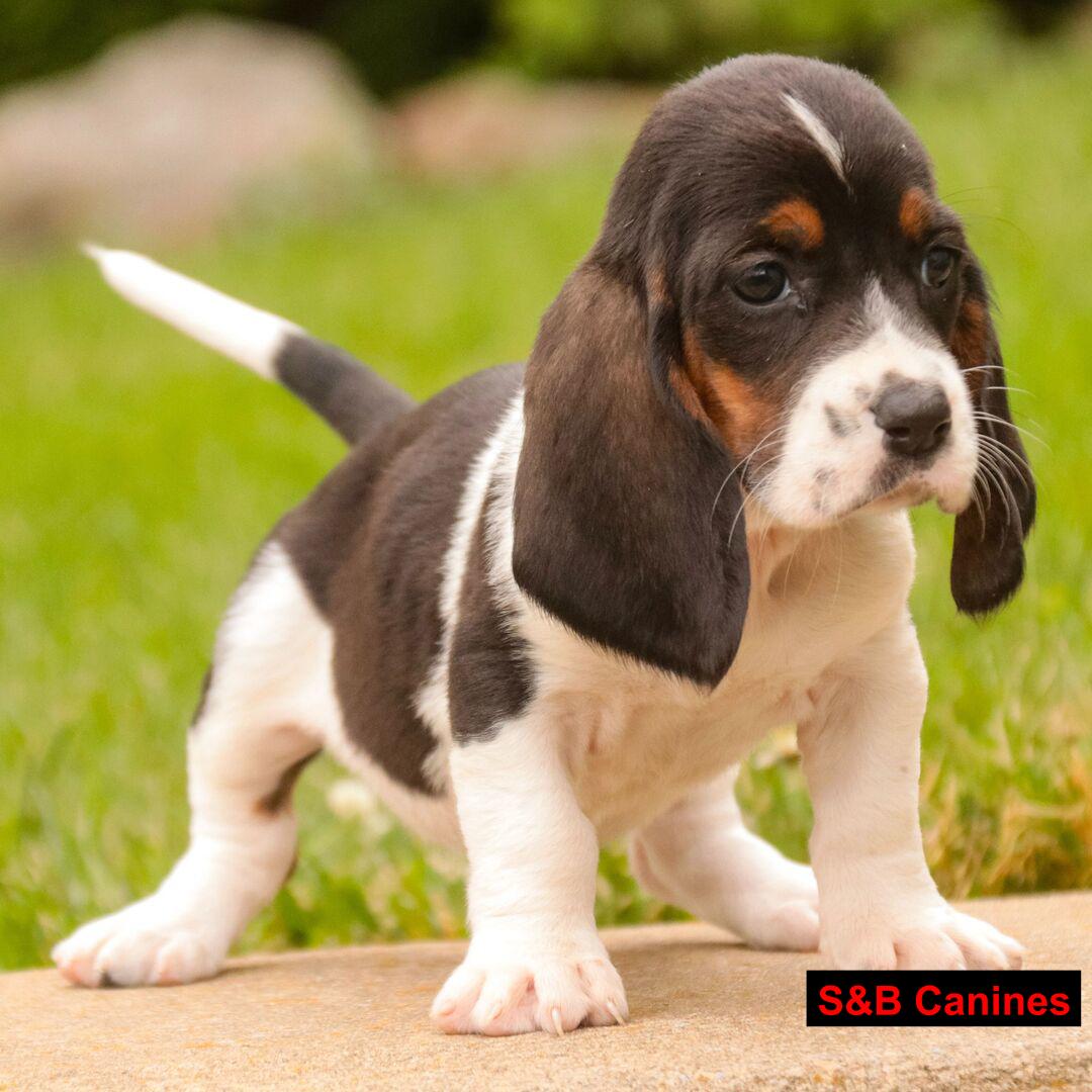 Puppy Image