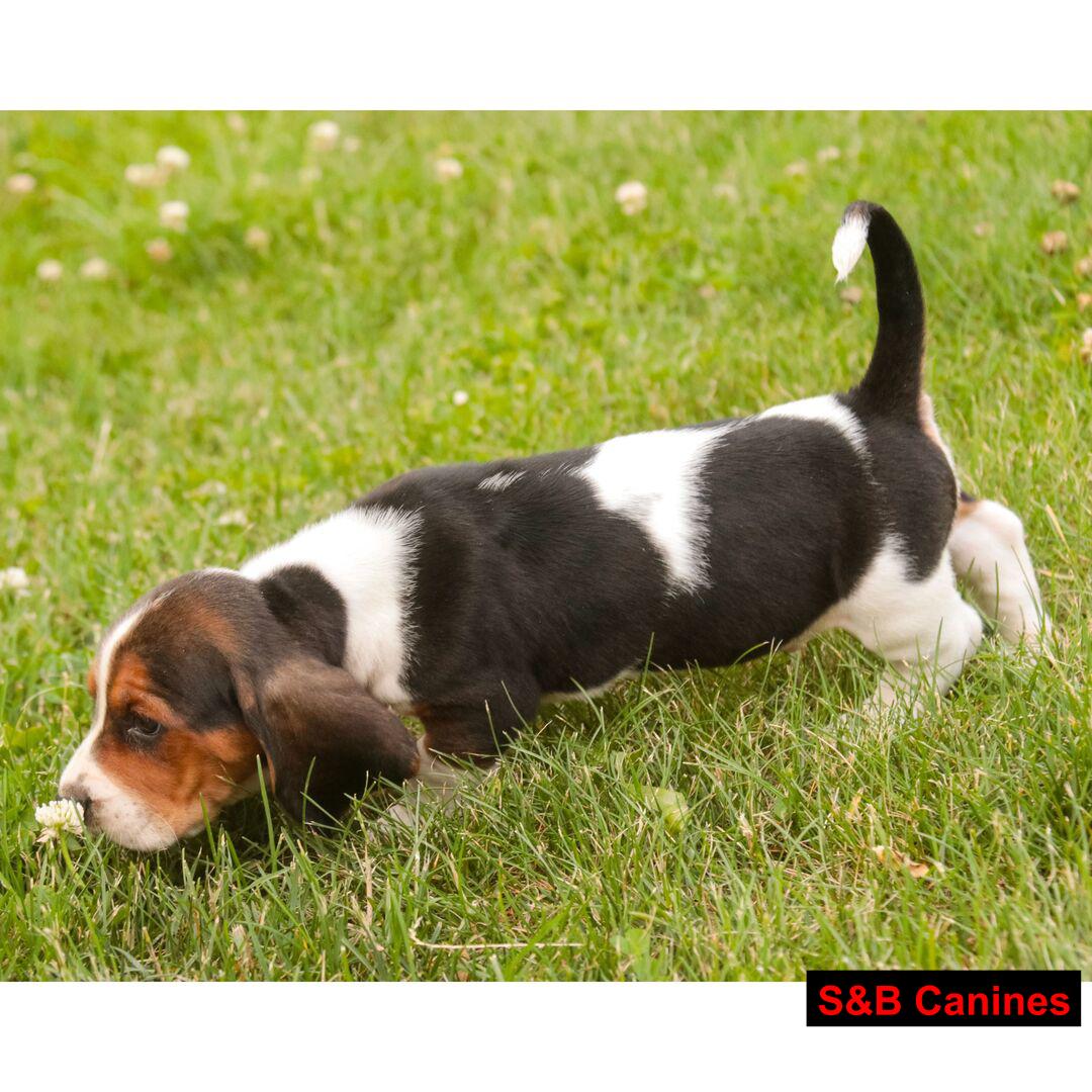 Puppy for Sale