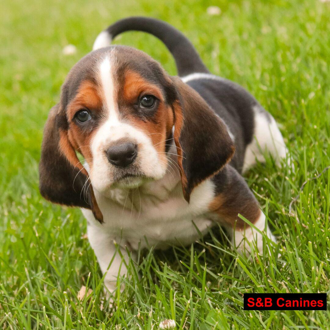 Puppy Image