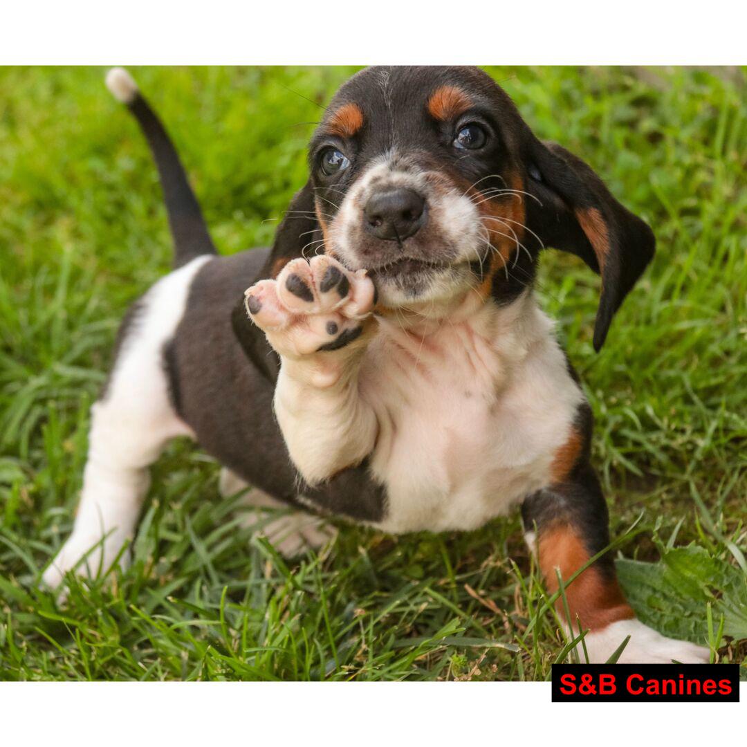 Puppy for Sale