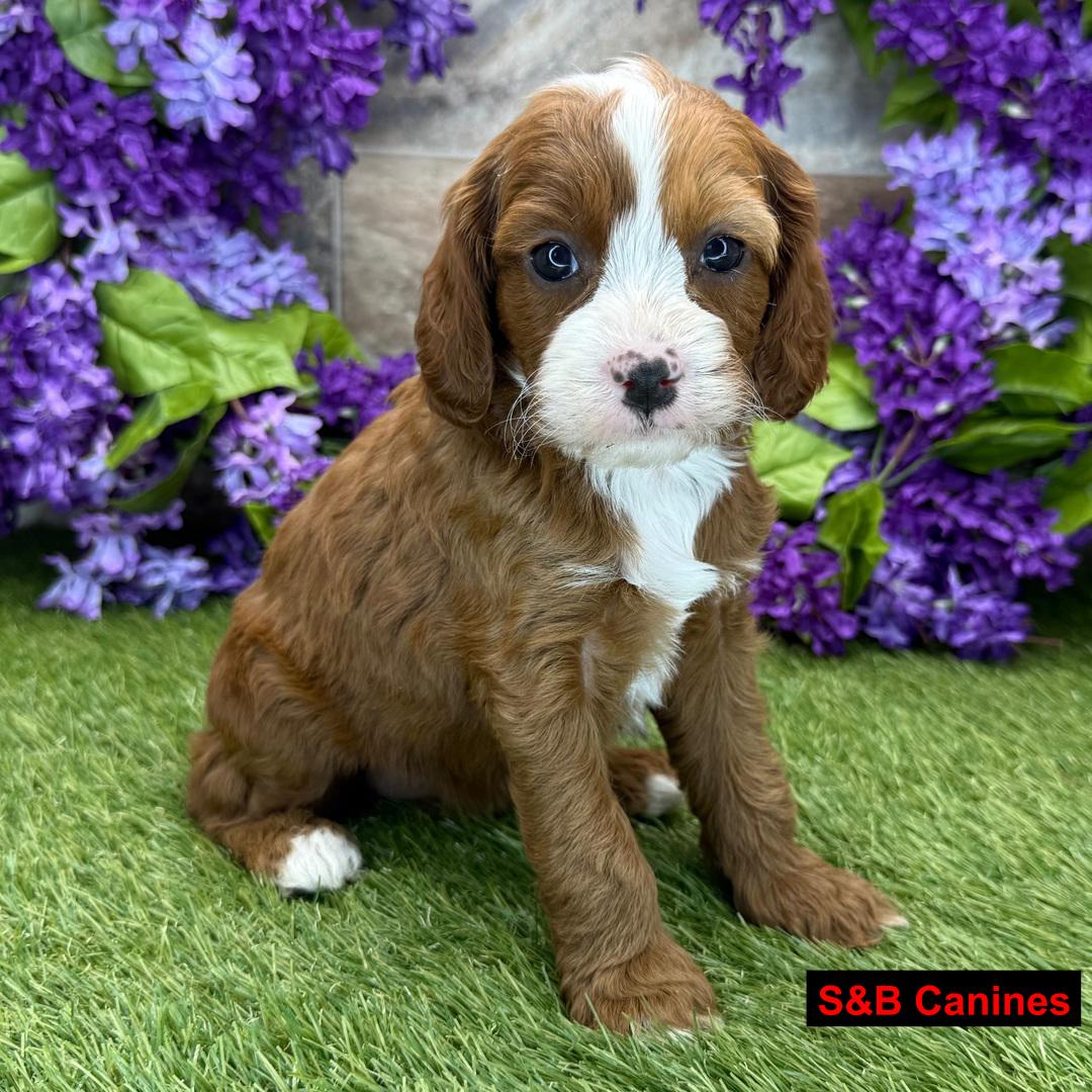 Puppy Image