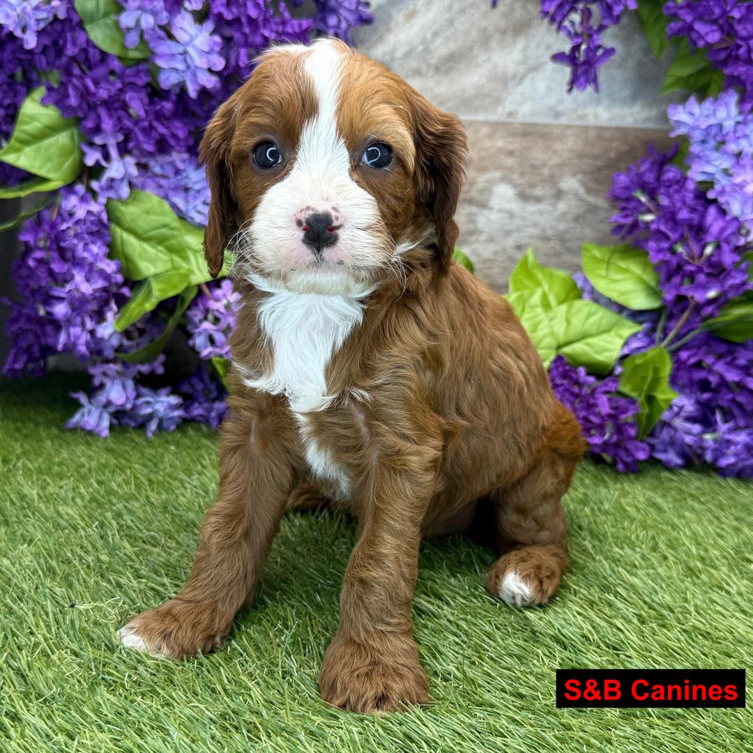 Puppy Image