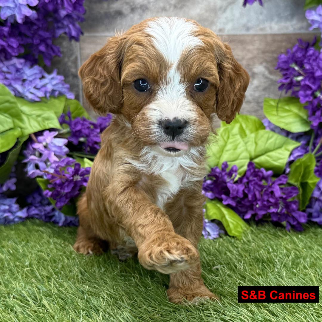 Puppy for Sale