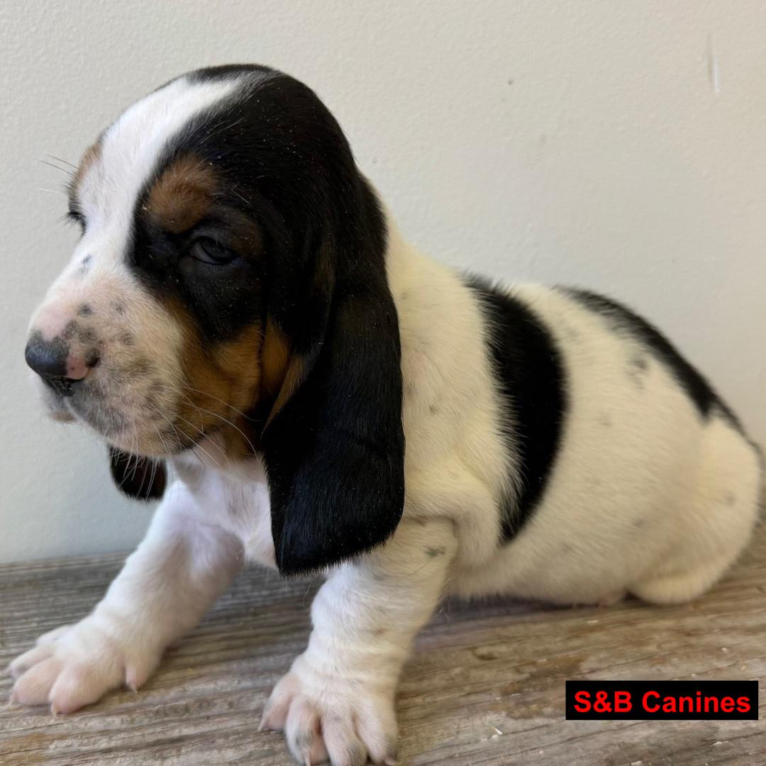 Puppy for Sale
