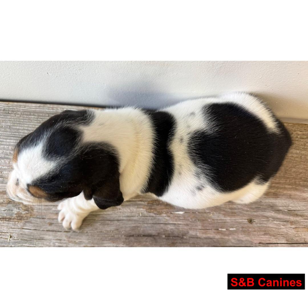 Puppy Image