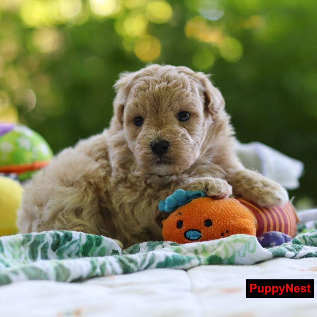 Puppy Image