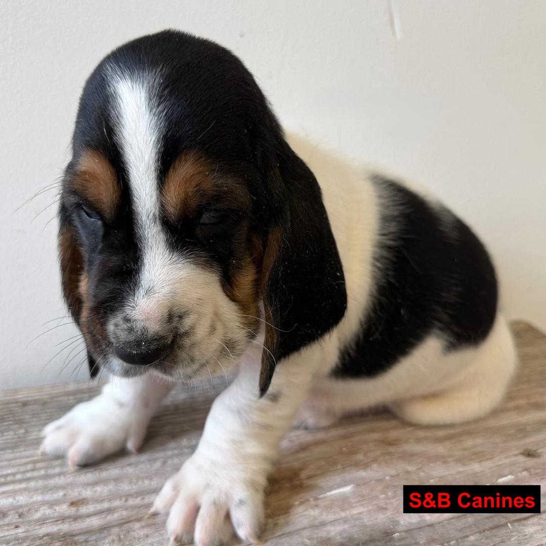 Puppy Image