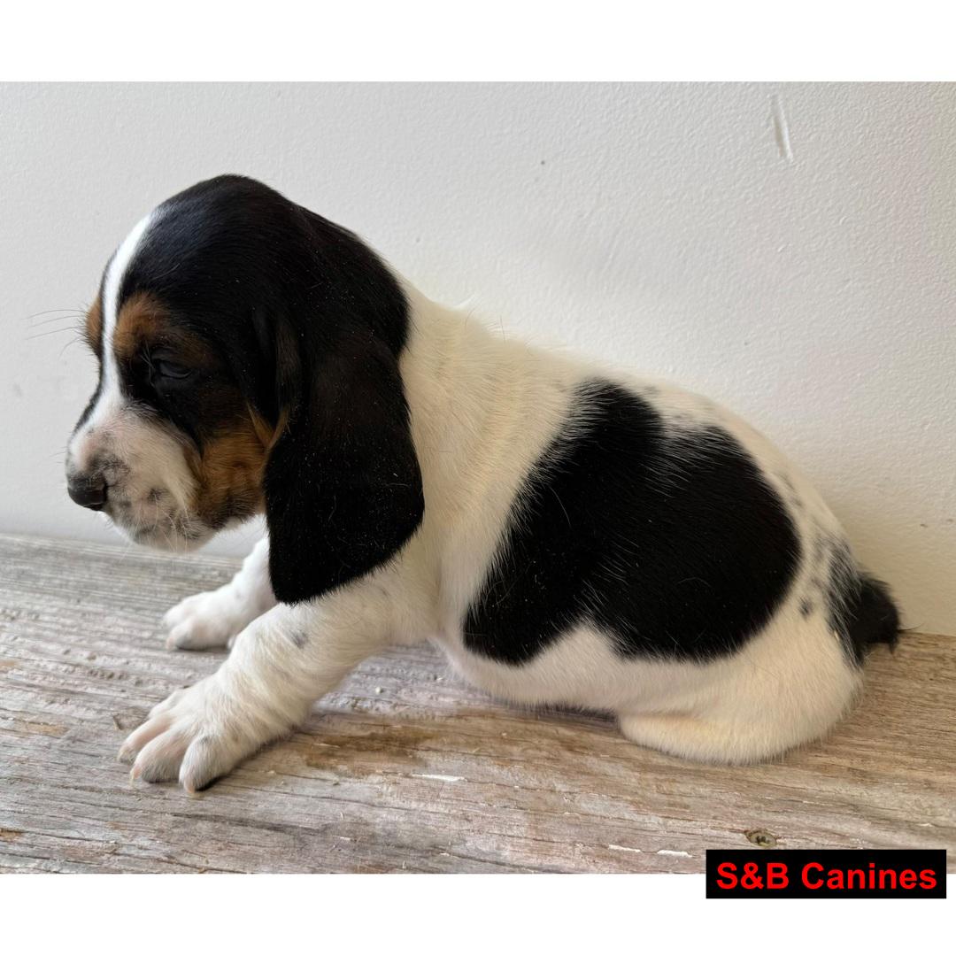 Puppy for Sale