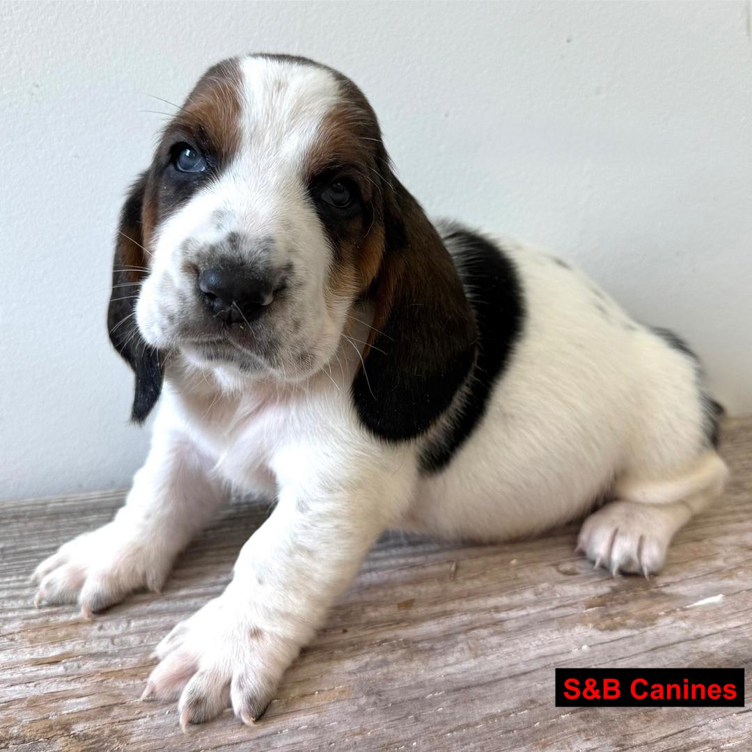 Puppy for Sale