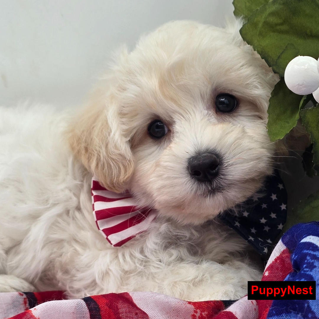 Puppy for Sale