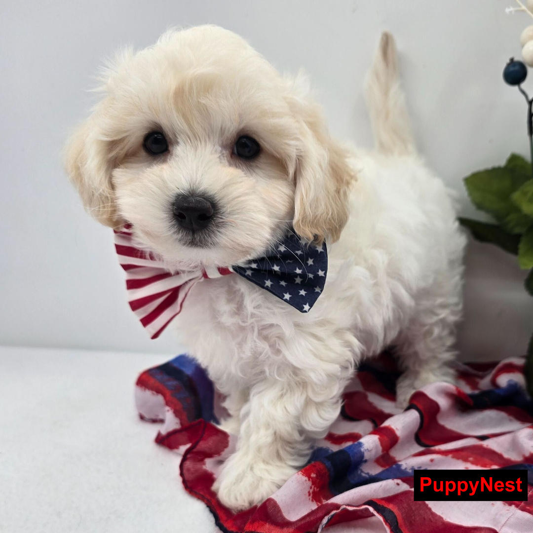 Puppy Image