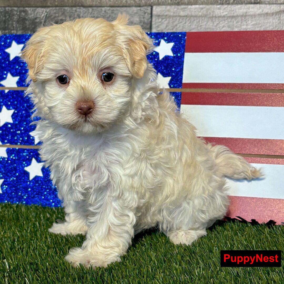 Puppy Image