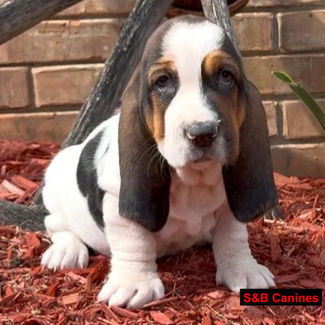 Puppy Image