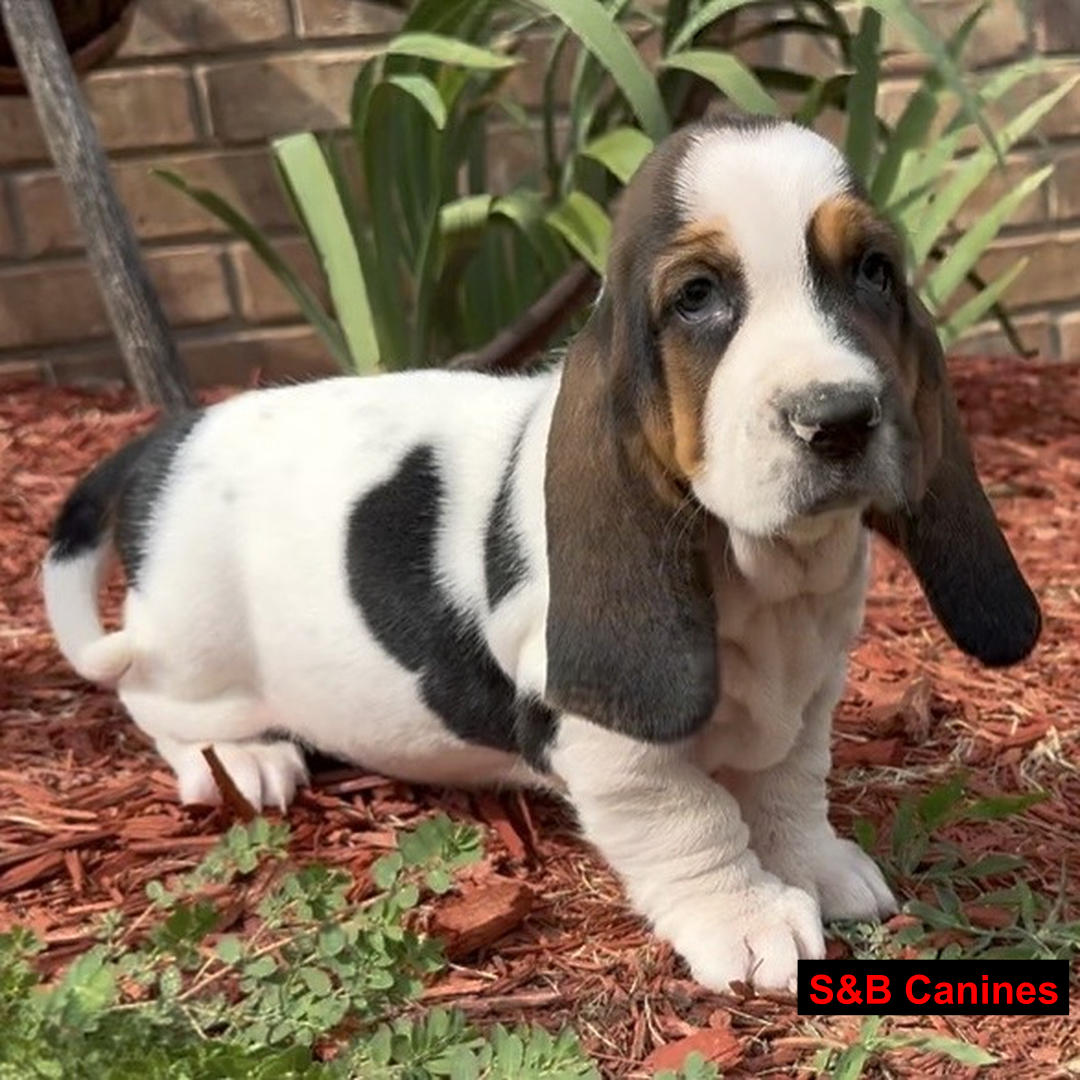 Puppy for Sale