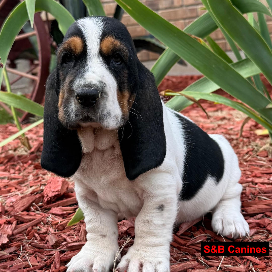 Puppy Image