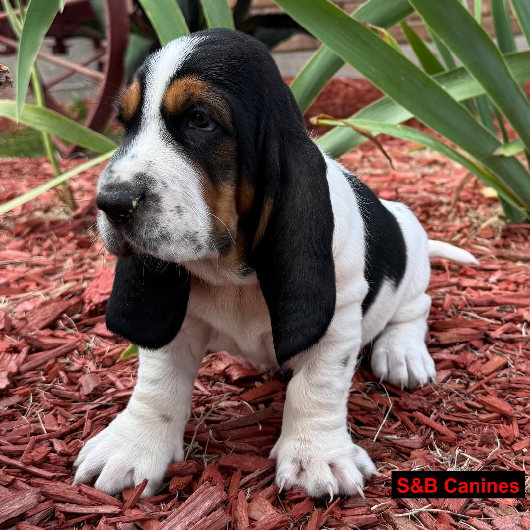 Puppy Image