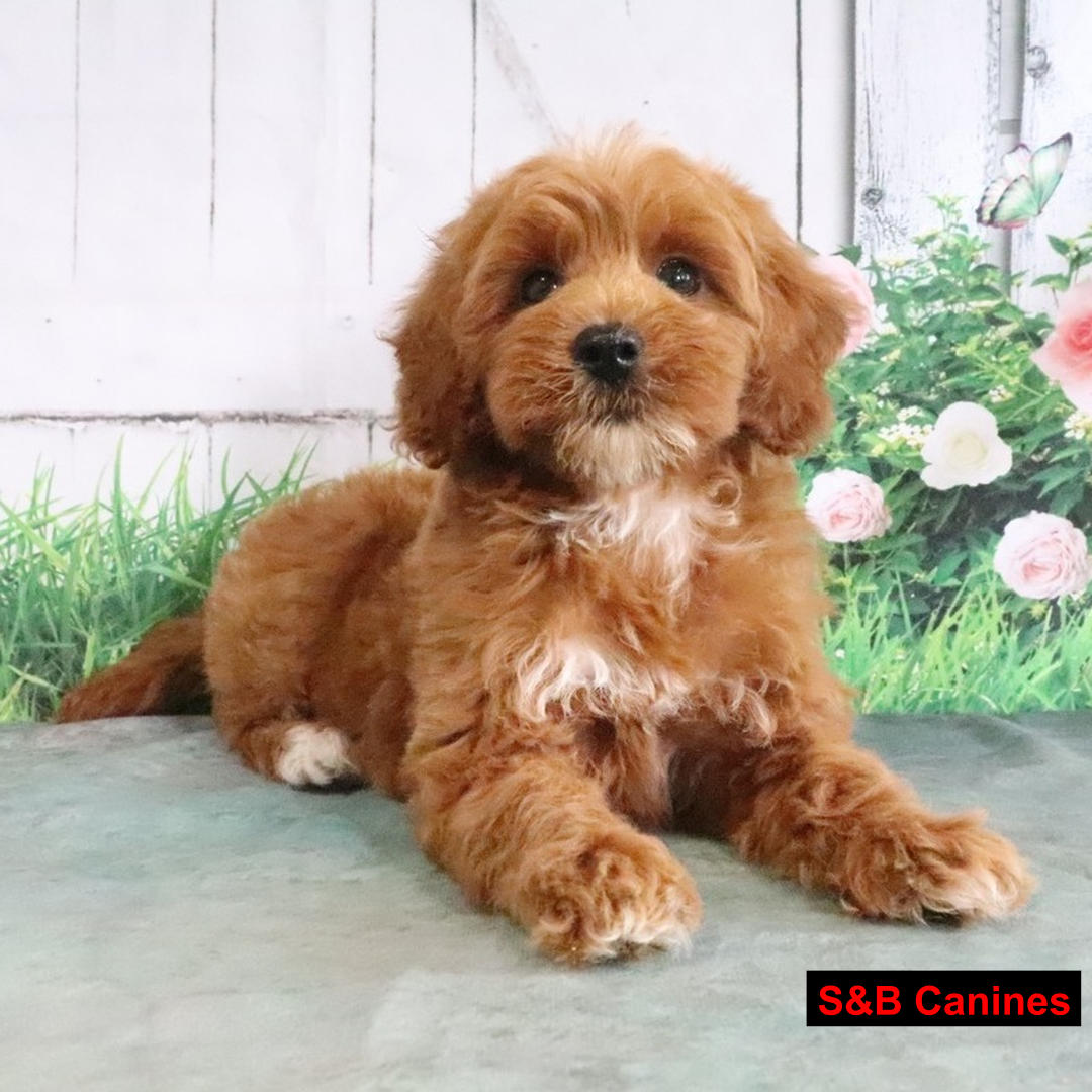 Puppy Image