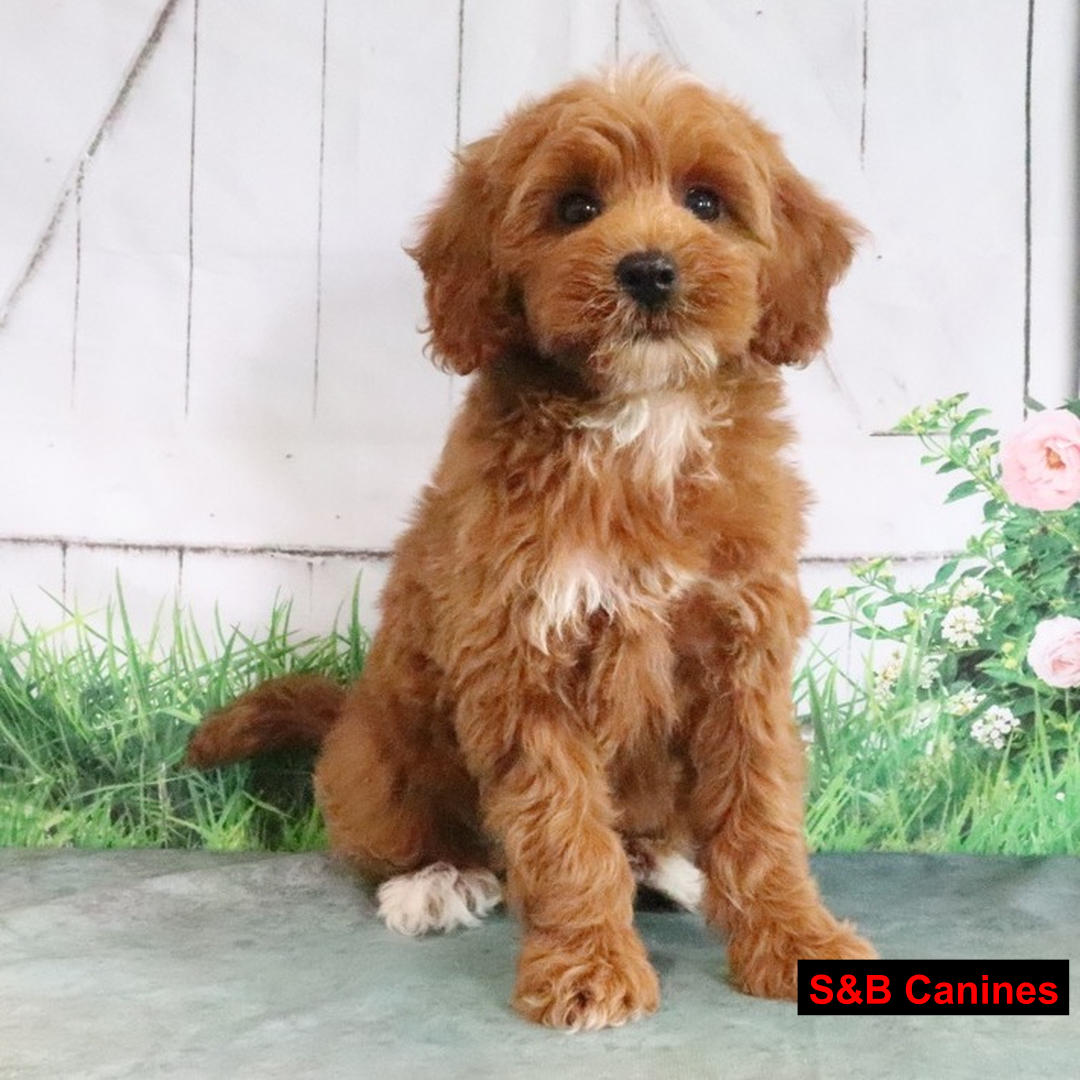 Puppy Image