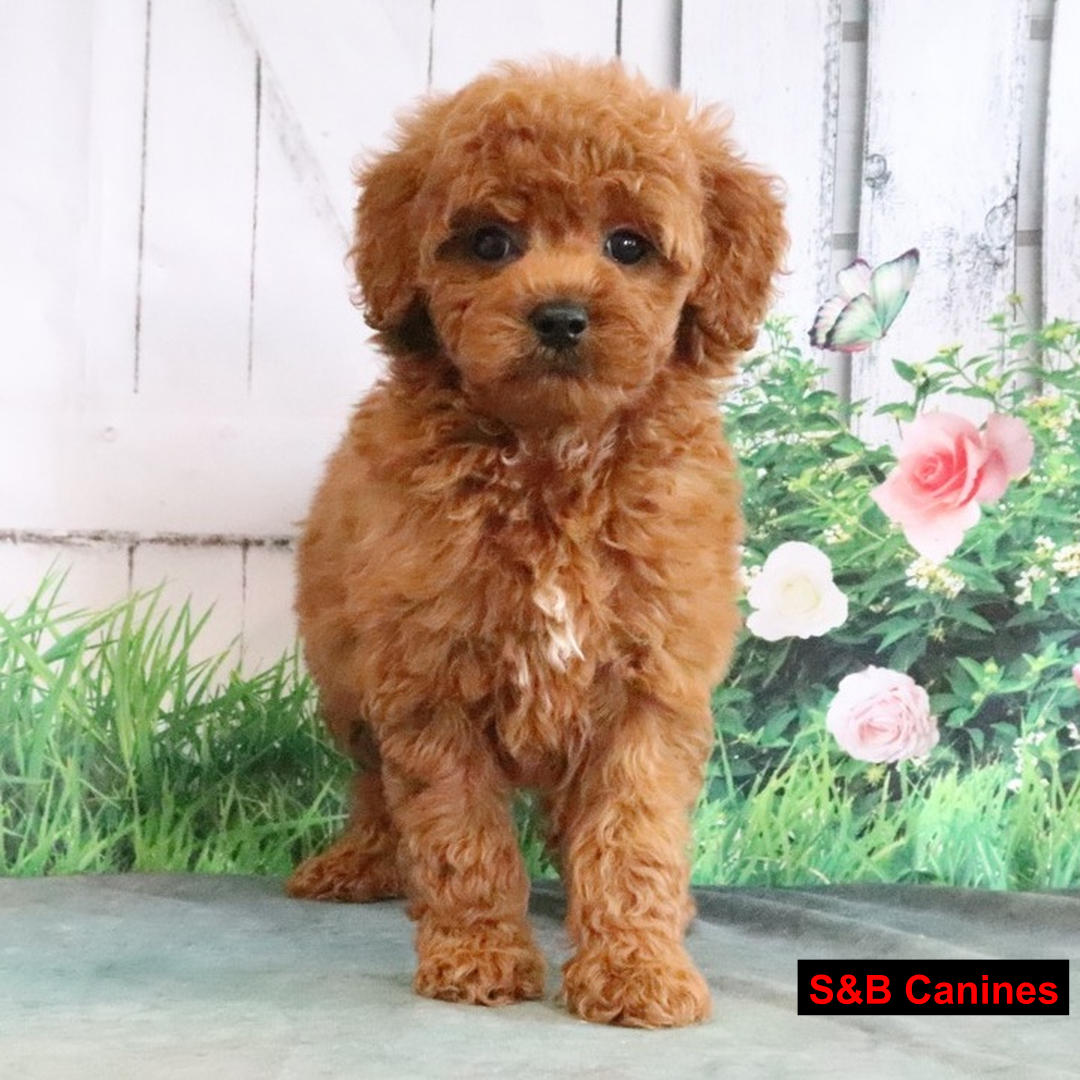 Puppy Image