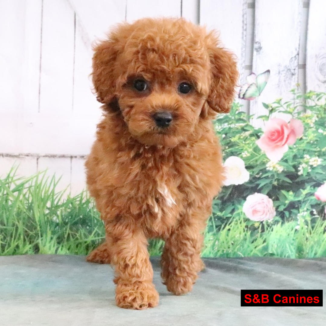 Puppy Image