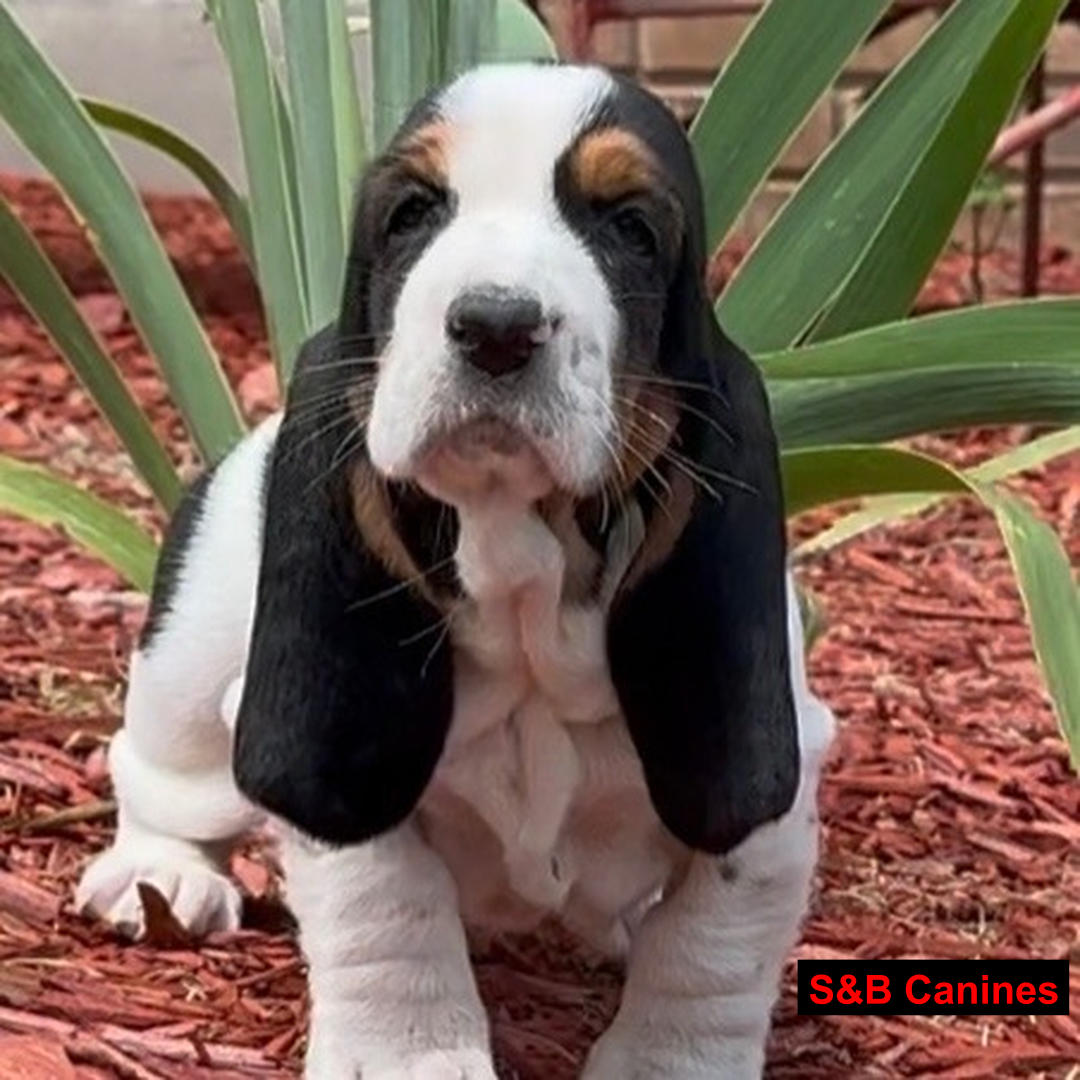 Puppy Image