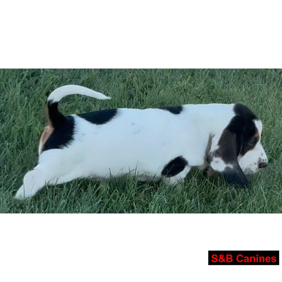 Puppy for Sale