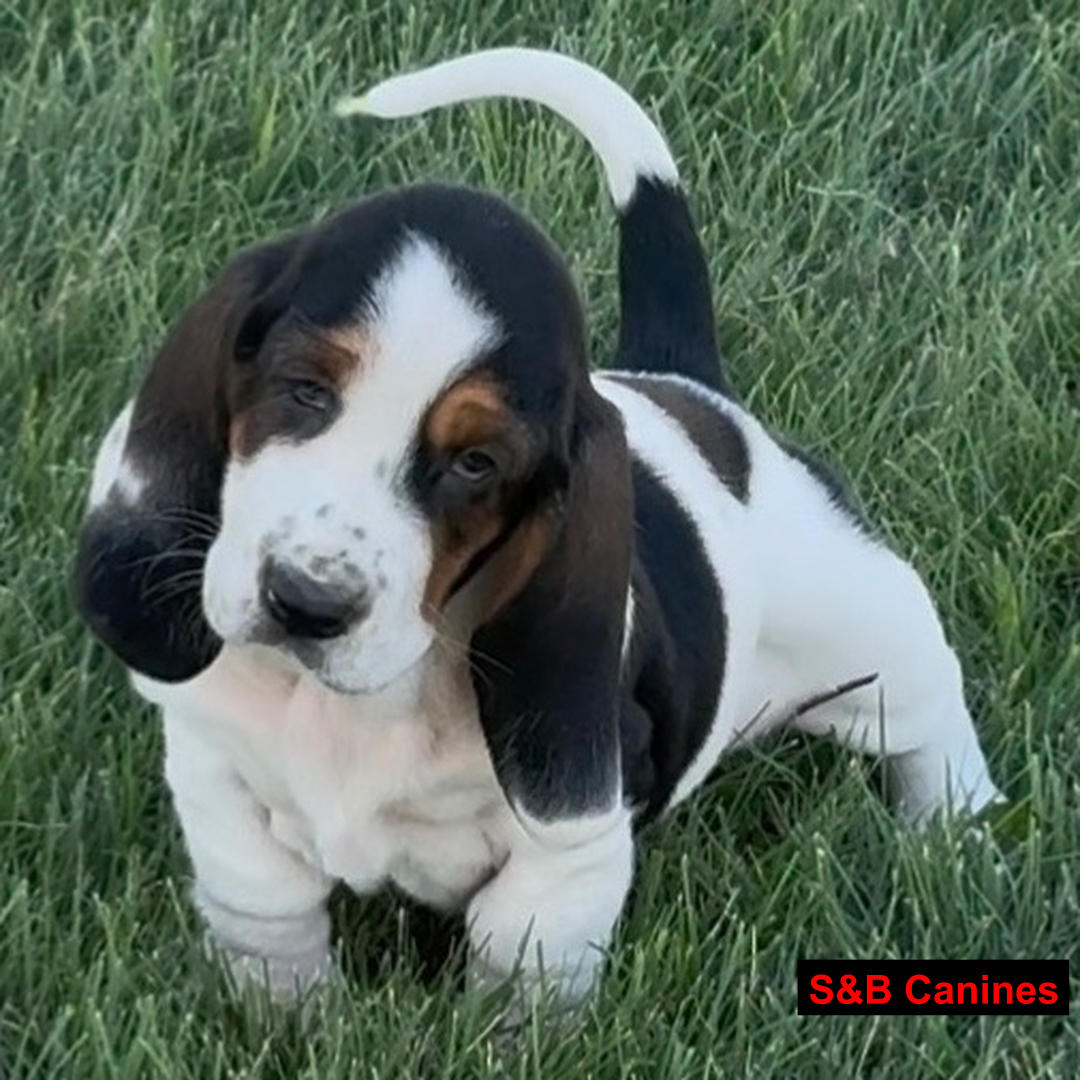 Puppy Image