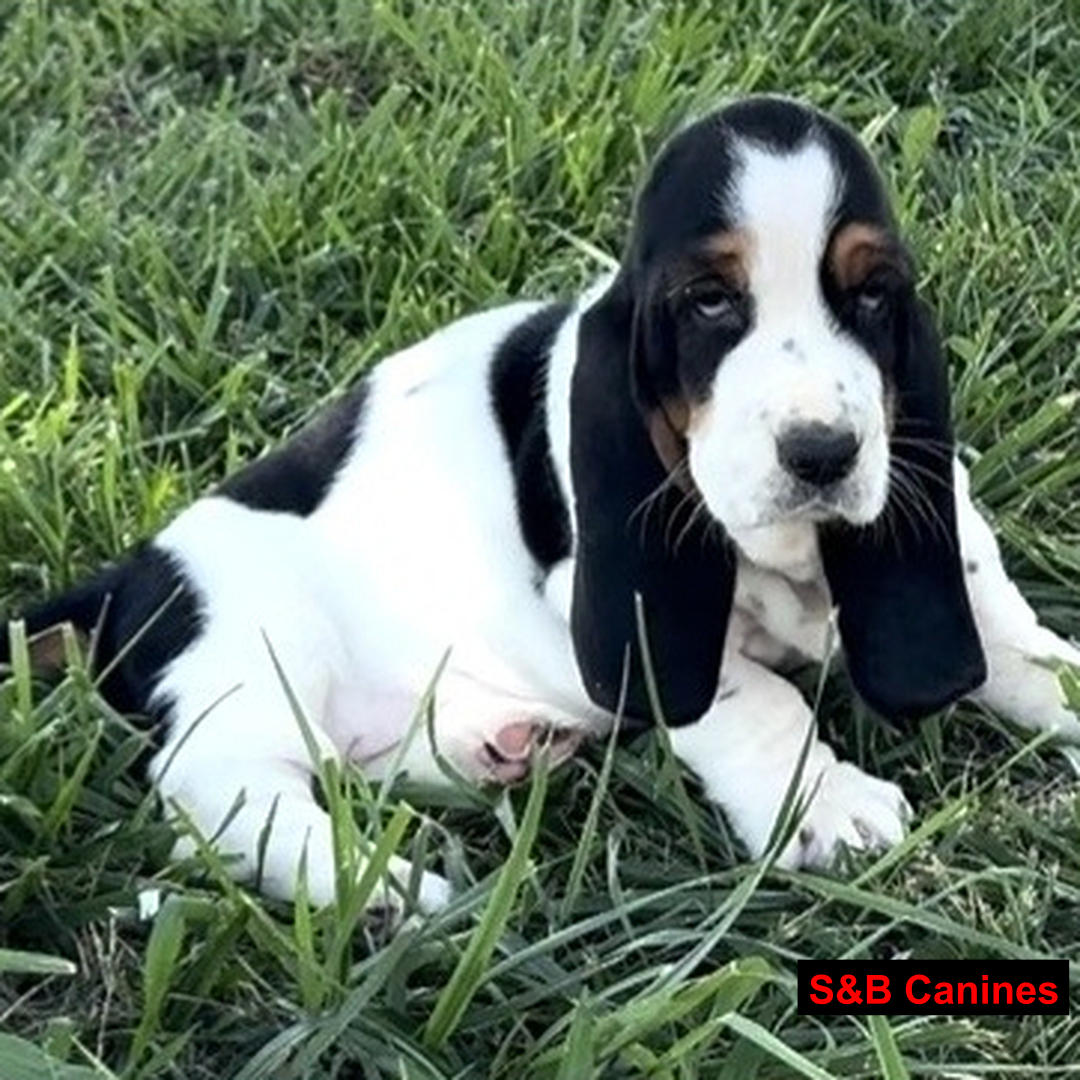 Puppy Image