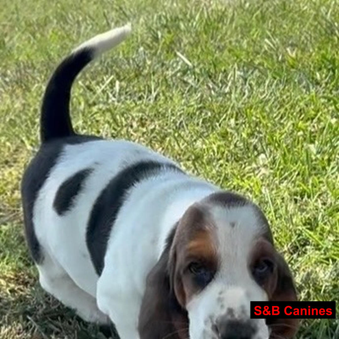 Puppy Image