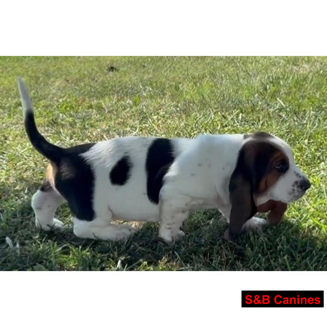 Puppy Image