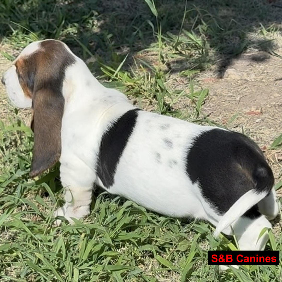 Puppy Image