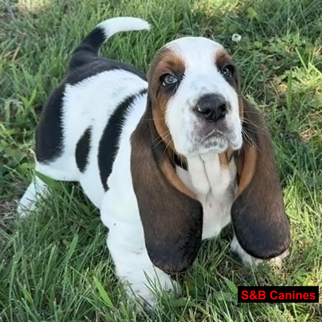 Puppy Image