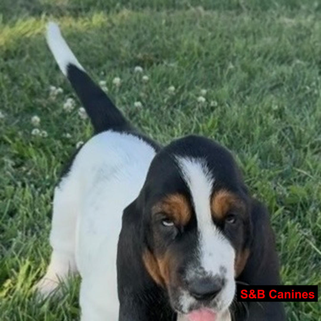 Puppy Image