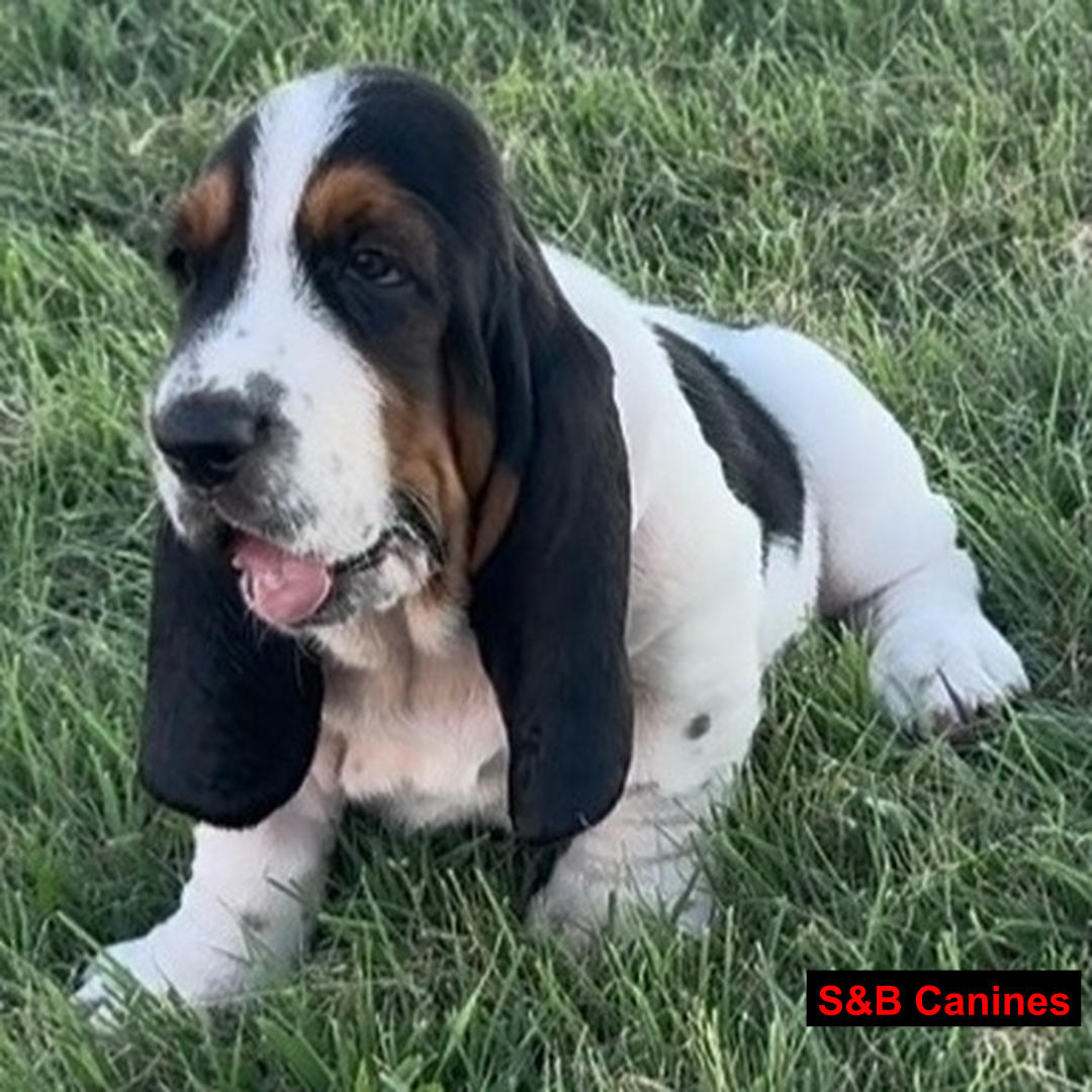 Puppy Image