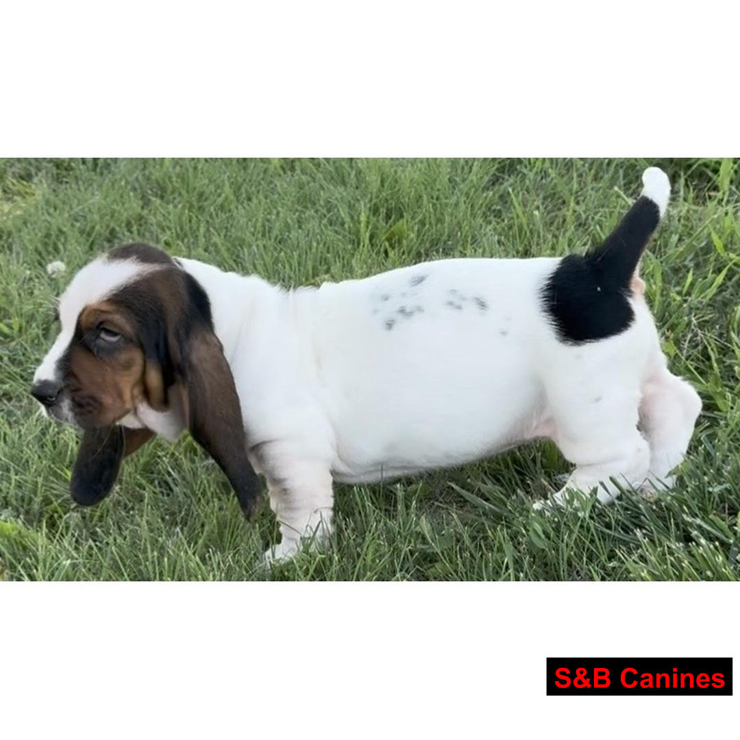 Puppy Image