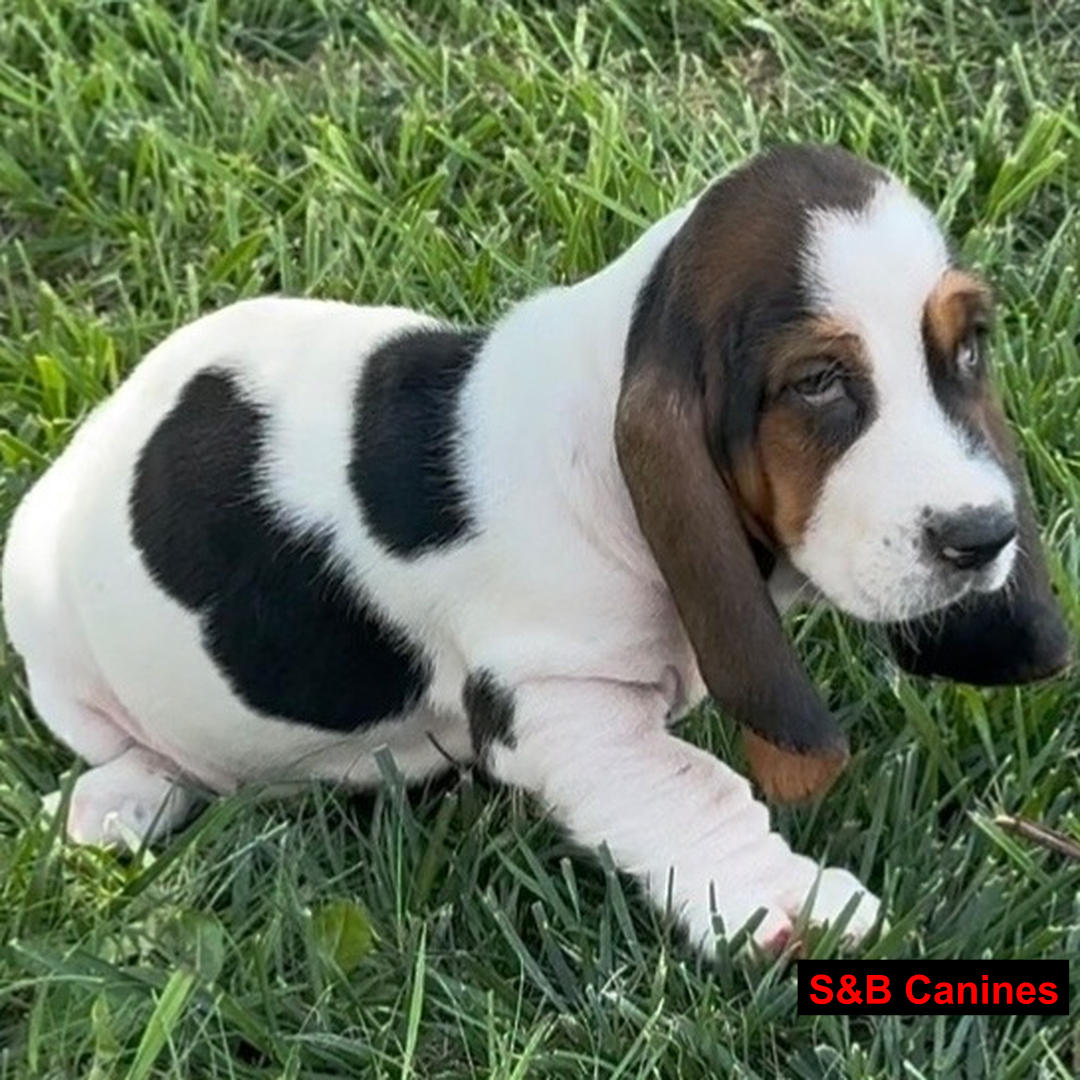 Puppy Image